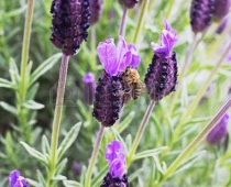 7163720-bee-extrating-pollen-from-purple-spanish-lavender