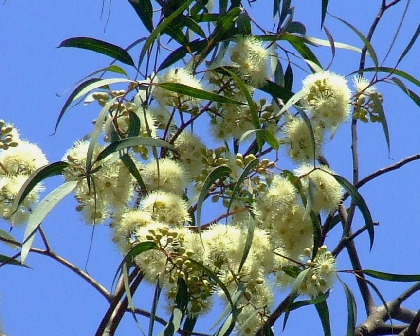 L’Eucalyptus lutte contre la sinusite